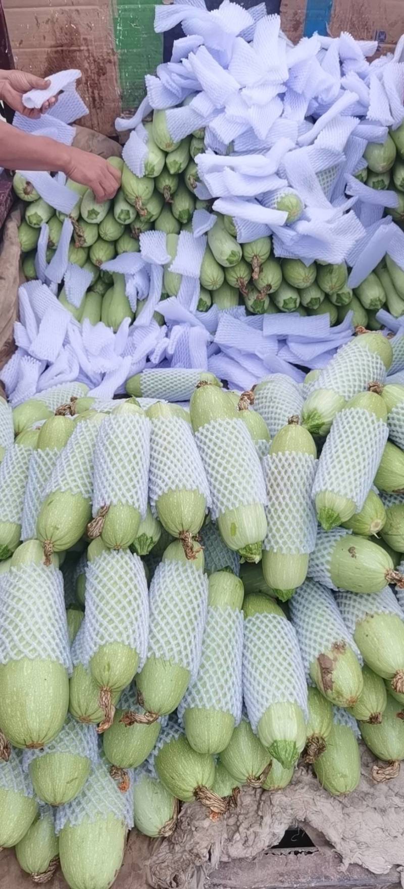 大量精品西葫芦大量上市。需要的老板联系