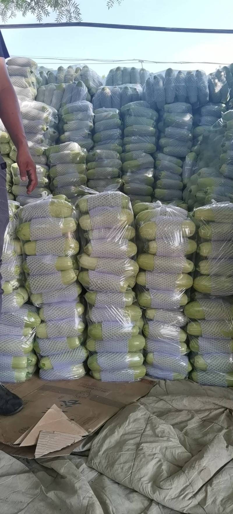 大量精品西葫芦大量上市。需要的老板联系