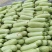 大量精品西葫芦大量上市。需要的老板联系