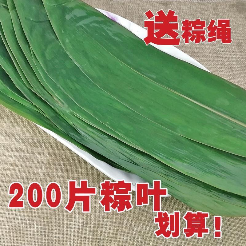 粽叶新鲜粽子叶真空装鲜粽叶小箬叶棕叶200片