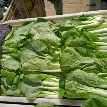 精品中小颗快菜
