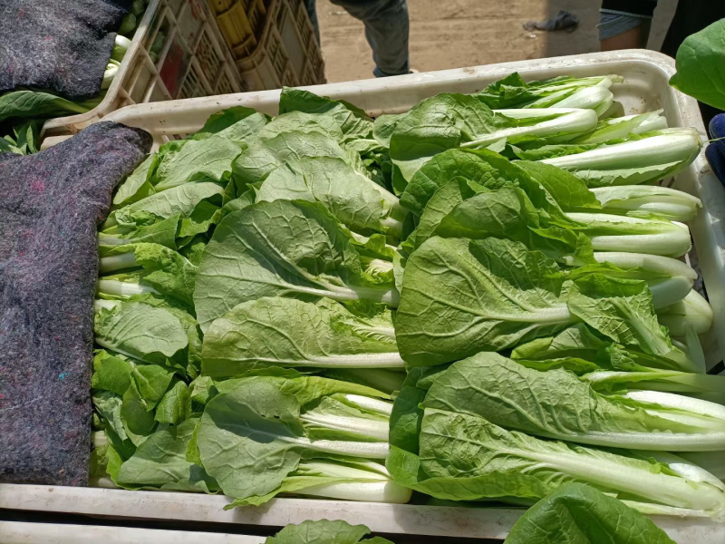 精品中小颗快菜