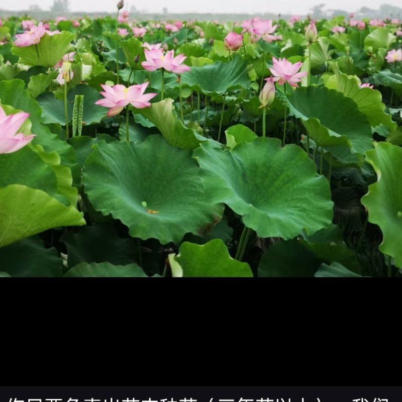 千亩太空莲都已开花，半月莲蓬即将上市，接受预定！合肥本地