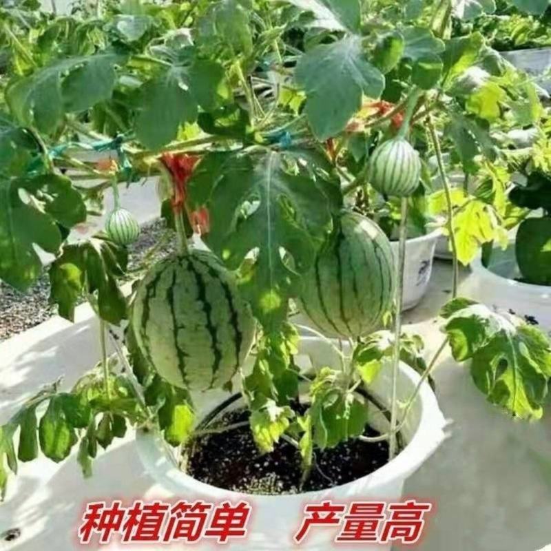 【包邮】西瓜苗各类西瓜种苗基地直供