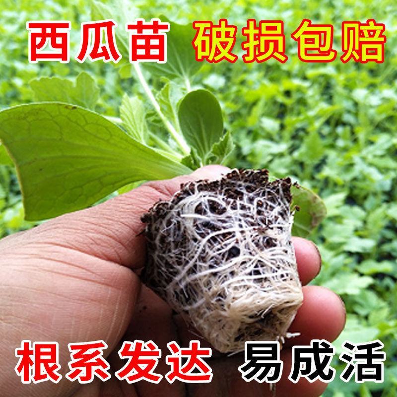 【包邮】西瓜苗各类西瓜种苗基地直供