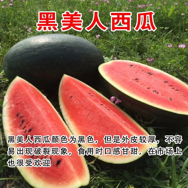 【包邮】西瓜苗各类西瓜种苗基地直供