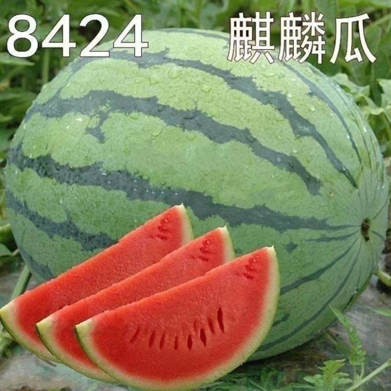 【包邮】西瓜苗各类西瓜种苗基地直供