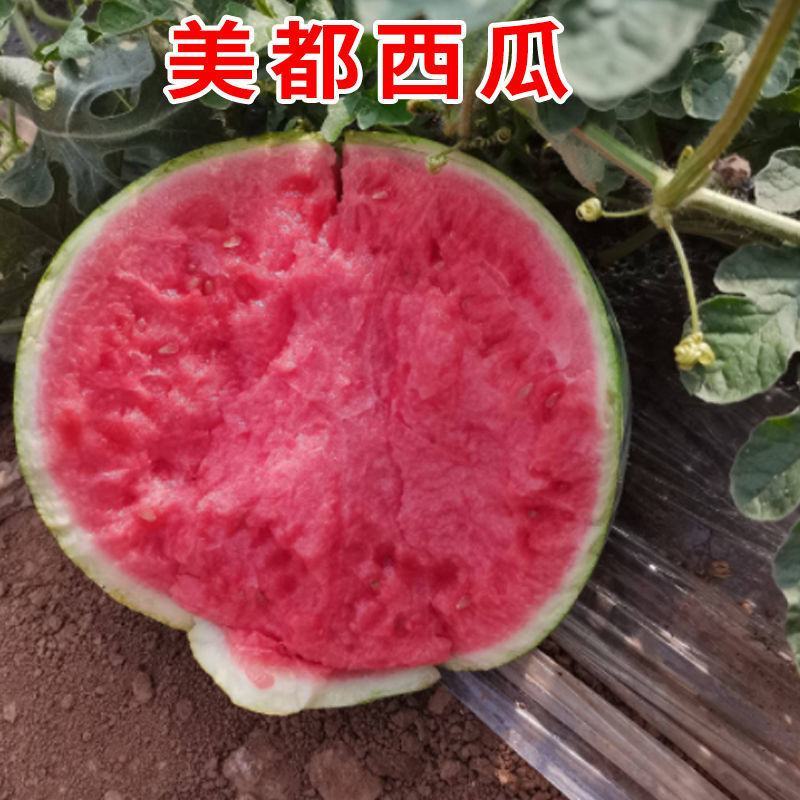 【包邮】西瓜苗各类西瓜种苗基地直供
