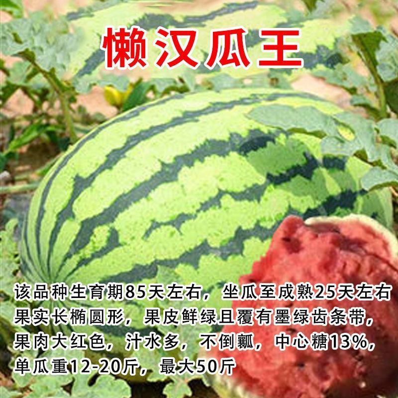 【包邮】西瓜苗各类西瓜种苗基地直供