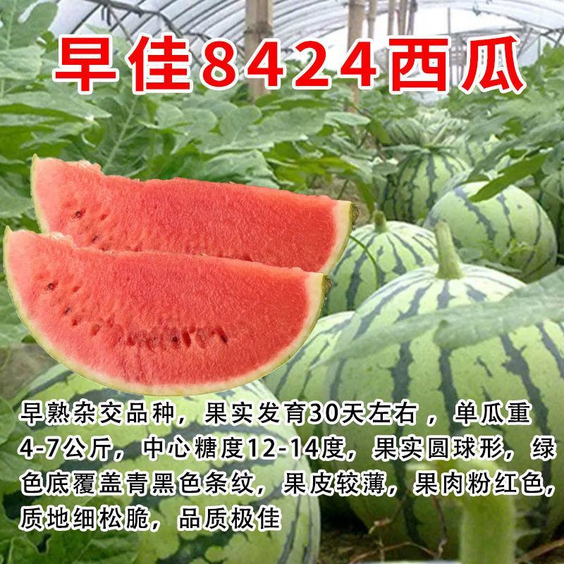 【包邮】西瓜苗各类西瓜种苗基地直供