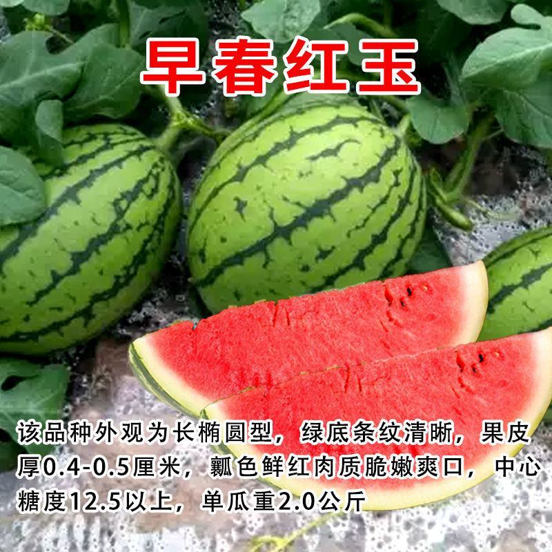 【包邮】西瓜苗各类西瓜种苗基地直供