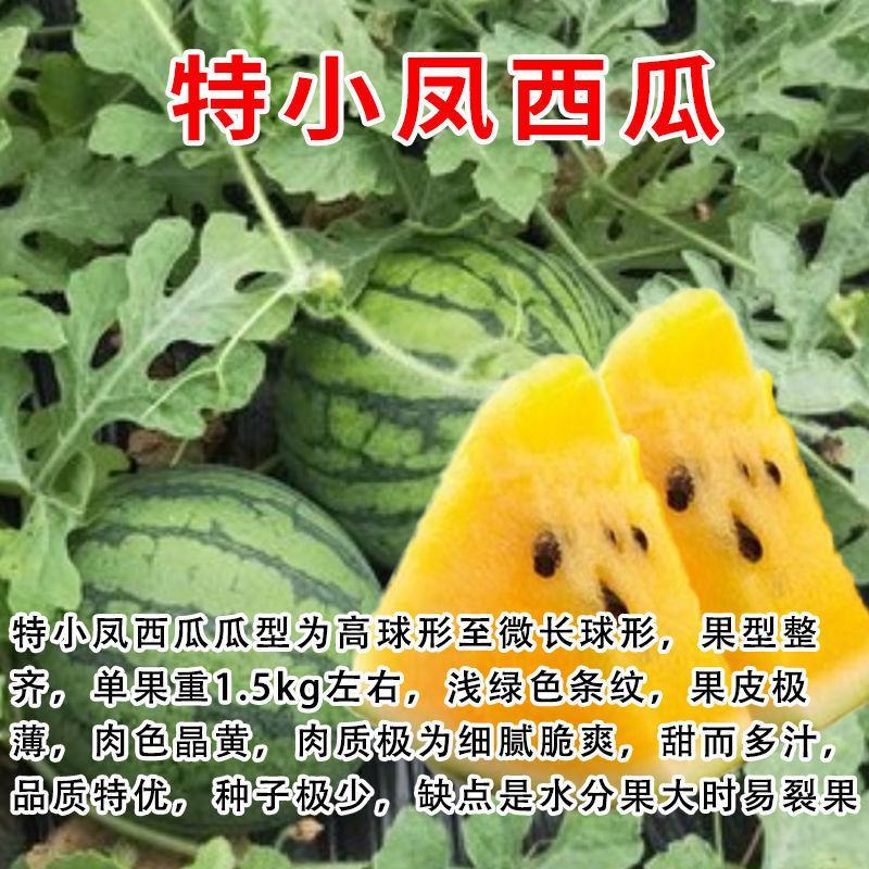 【包邮】西瓜苗各类西瓜种苗基地直供