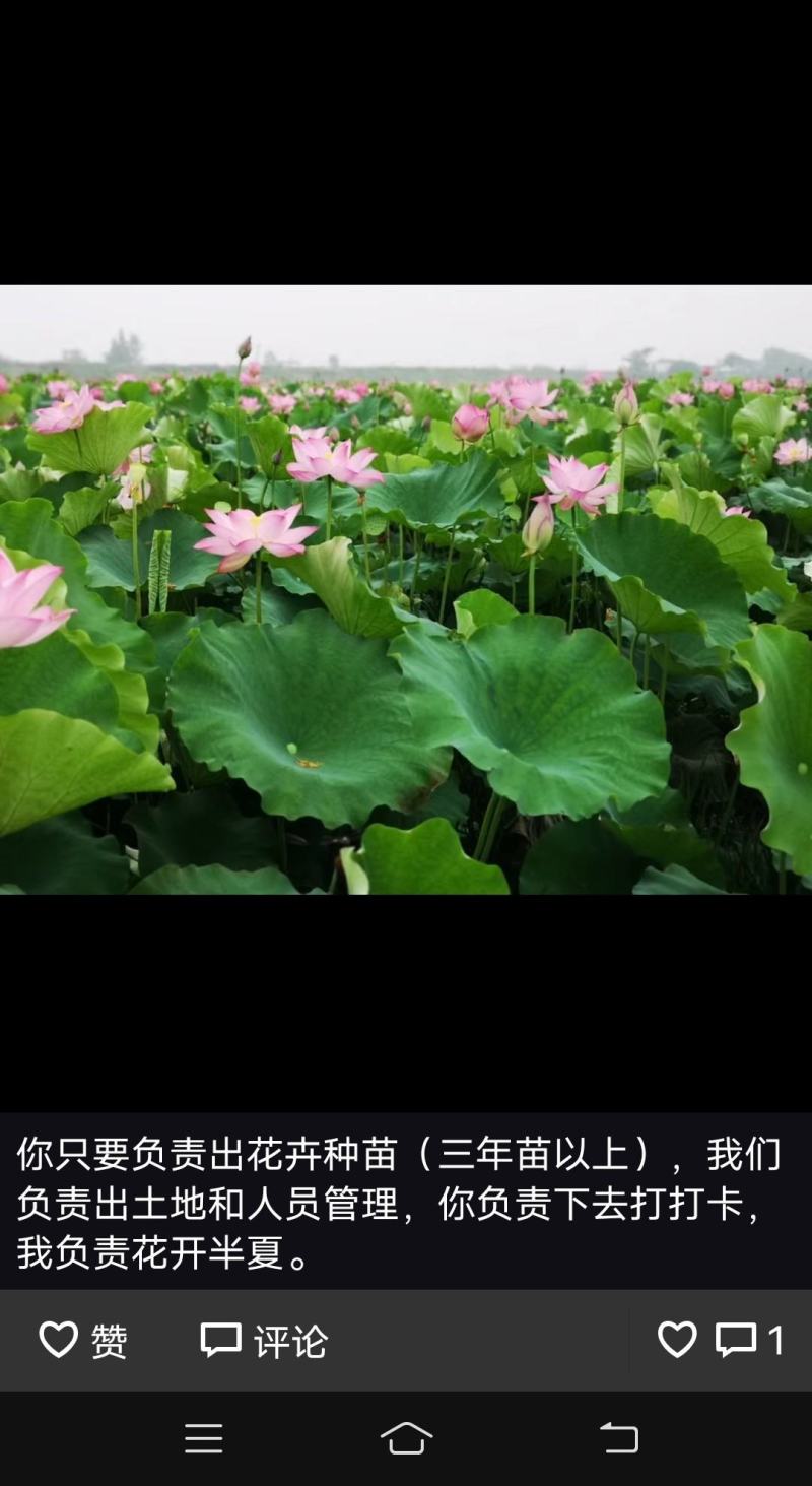 千亩太空莲都已开花，半月莲蓬即将上市，接受预定！合肥本地