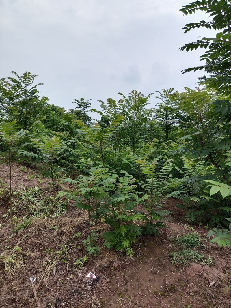 自产自销红油香椿苗子