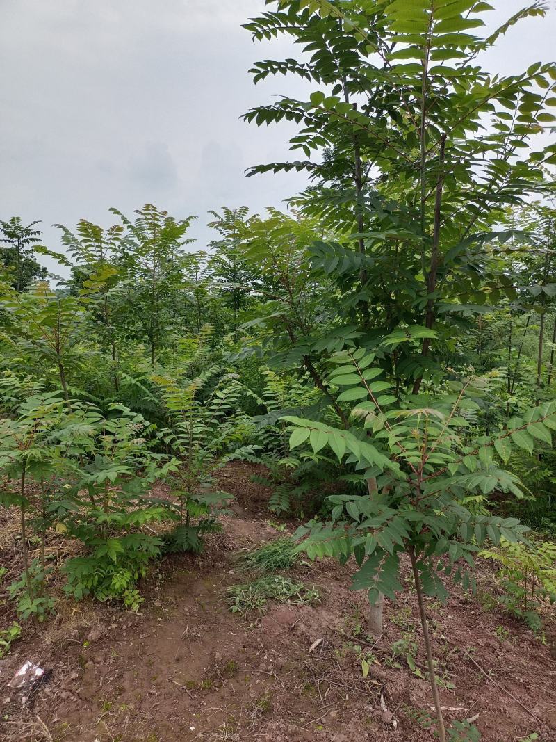 自产自销红油香椿苗子