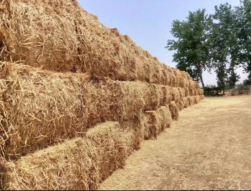 河南优质压块麦草大量销售牛羊专用产地直发每天装车