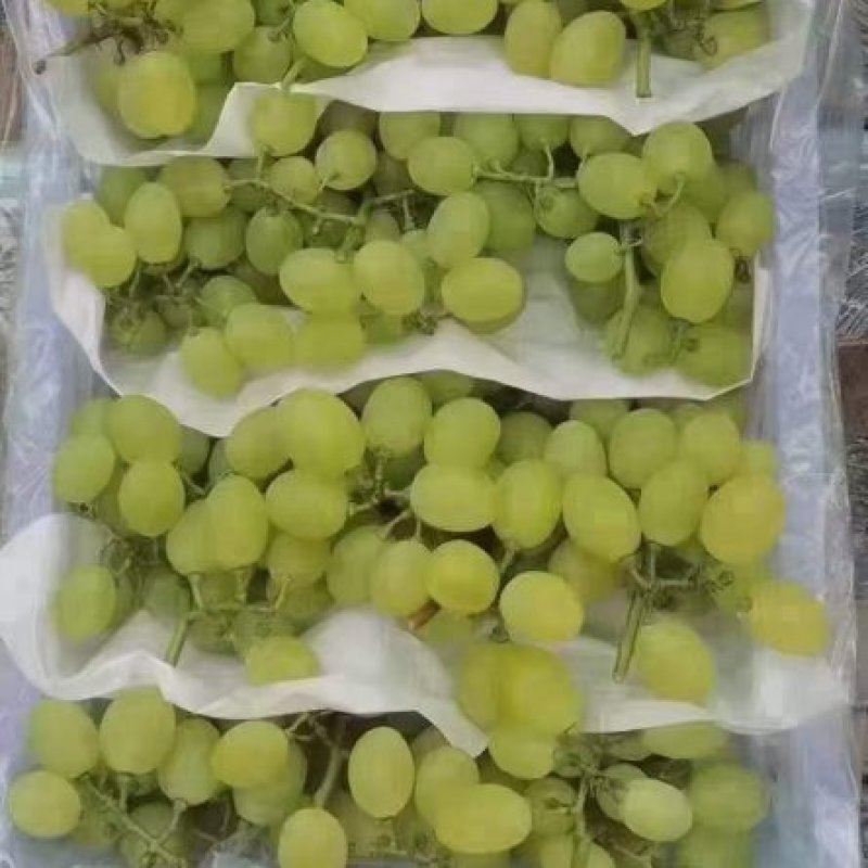维多利亚，乒乓球，17葡萄大量成熟了，欢迎全国各地客商采