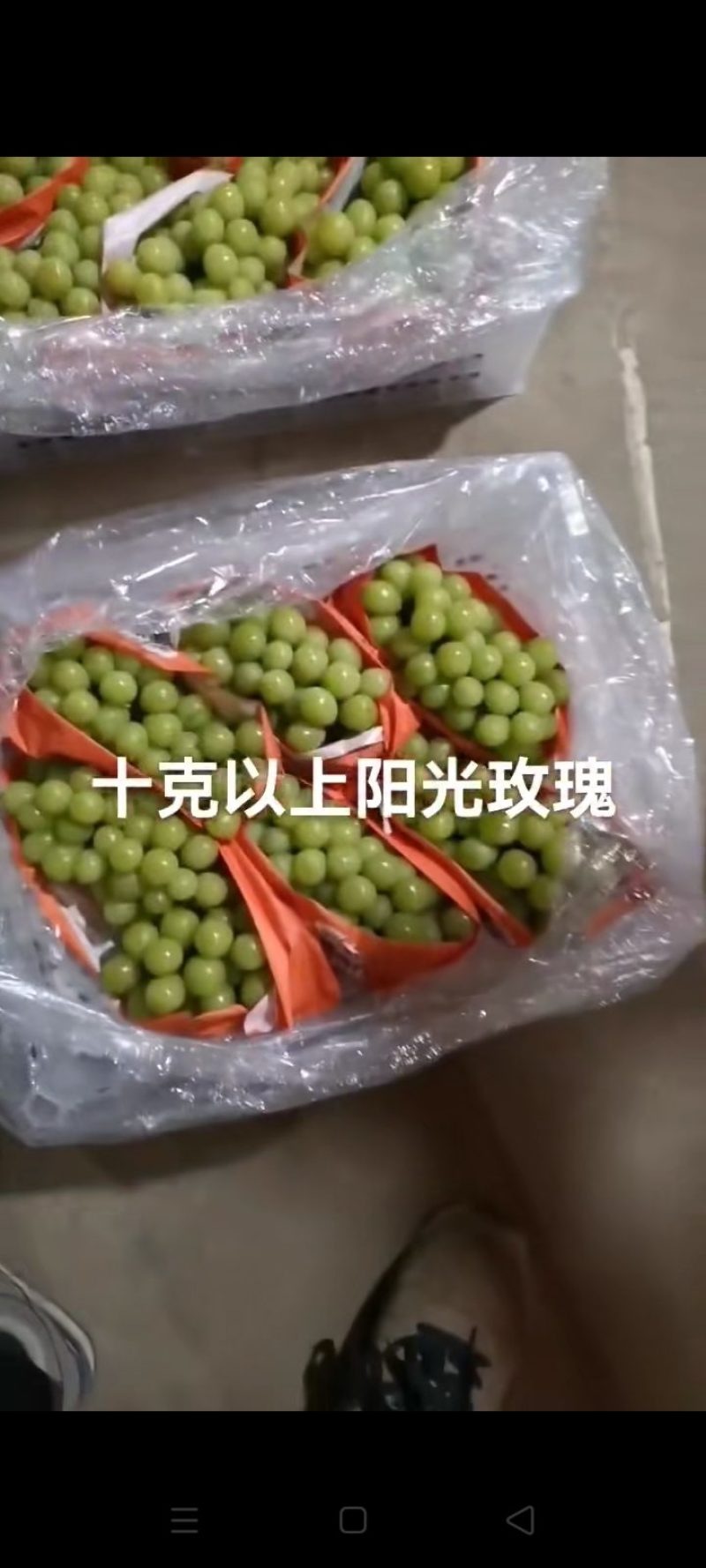 精品阳光玫瑰葡萄大量上市中，产地直发，量大从优，欢迎咨询