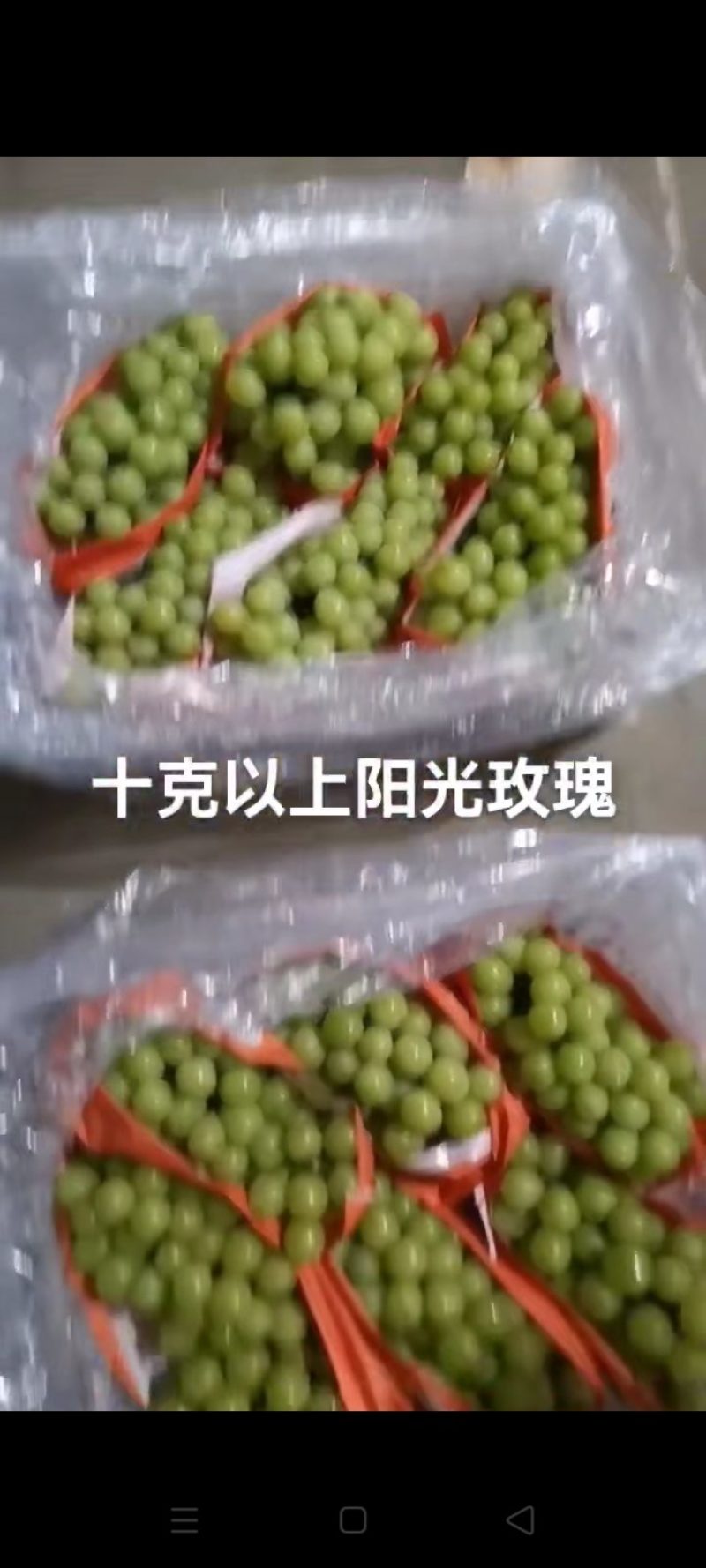 精品阳光玫瑰葡萄大量上市中，产地直发，量大从优，欢迎咨询