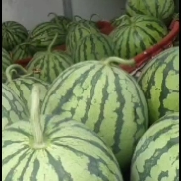 精品麒麟西瓜