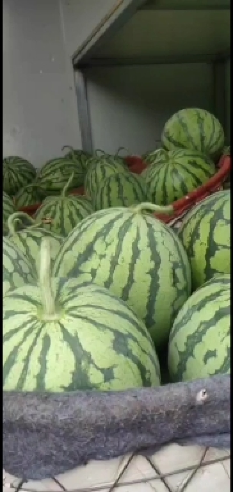 精品麒麟西瓜