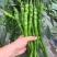 【线椒】陕西蒲城精品线椒大量上市。颜色鲜亮价格美丽