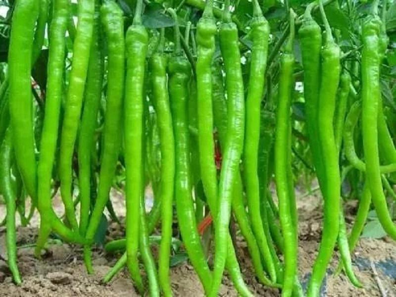 【线椒】陕西蒲城精品线椒大量上市。颜色鲜亮价格美丽