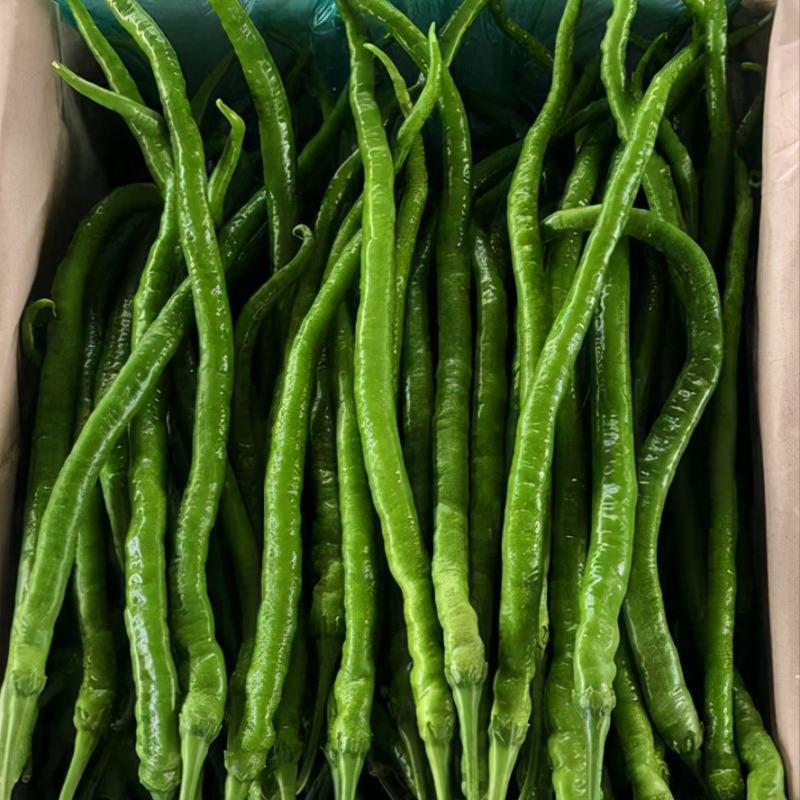 【线椒】陕西蒲城精品线椒大量上市。颜色鲜亮价格美丽