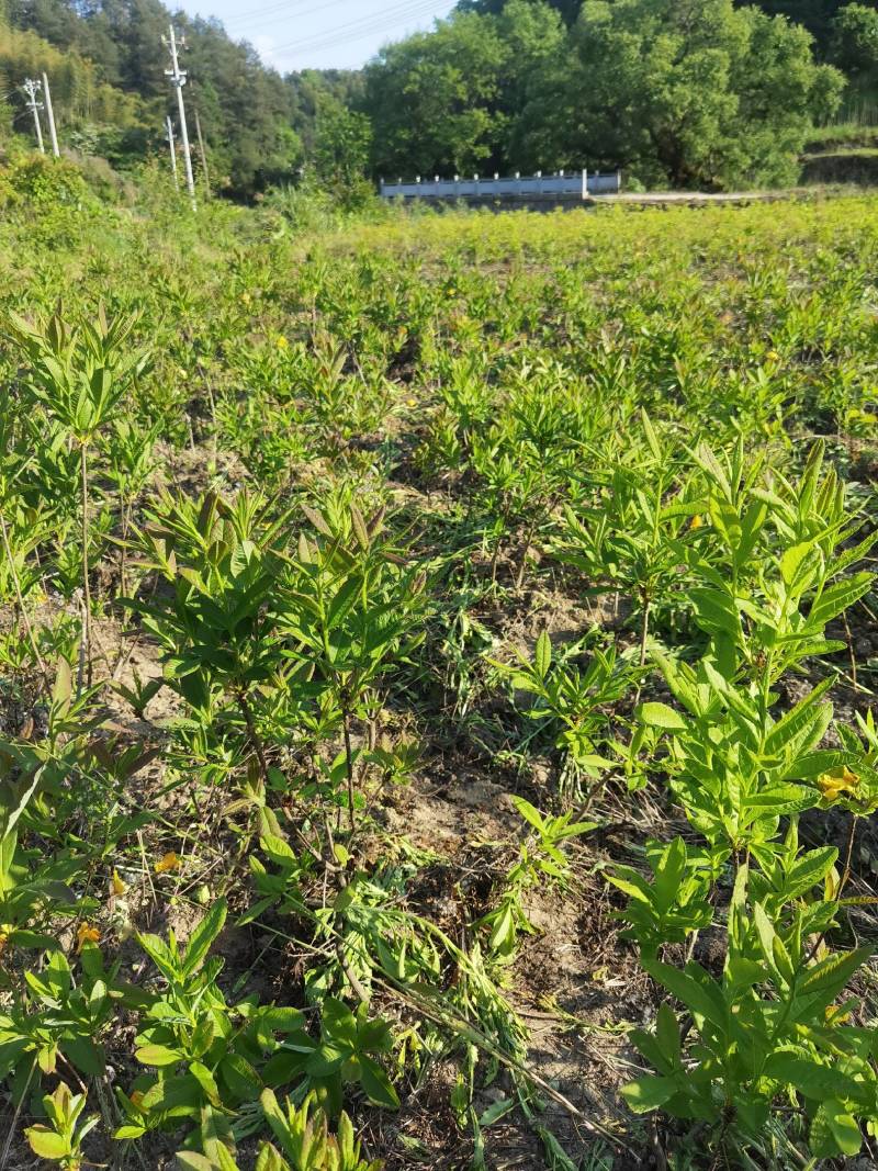 杜鹃苗