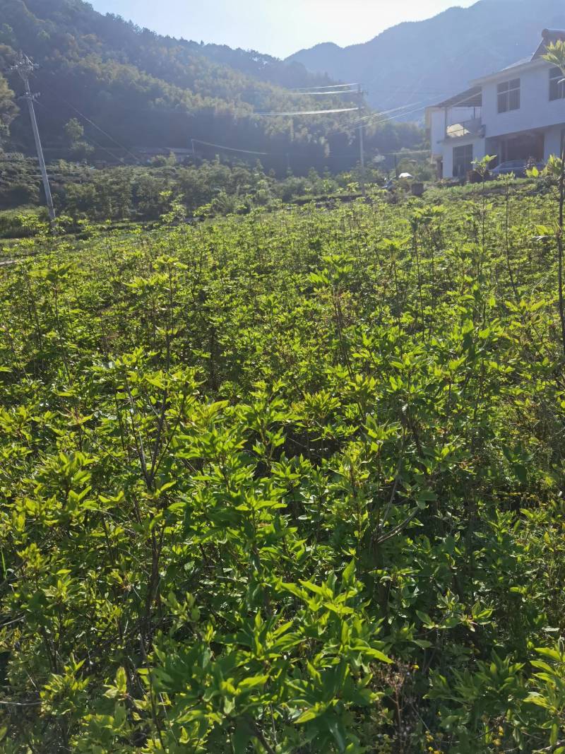 杜鹃苗