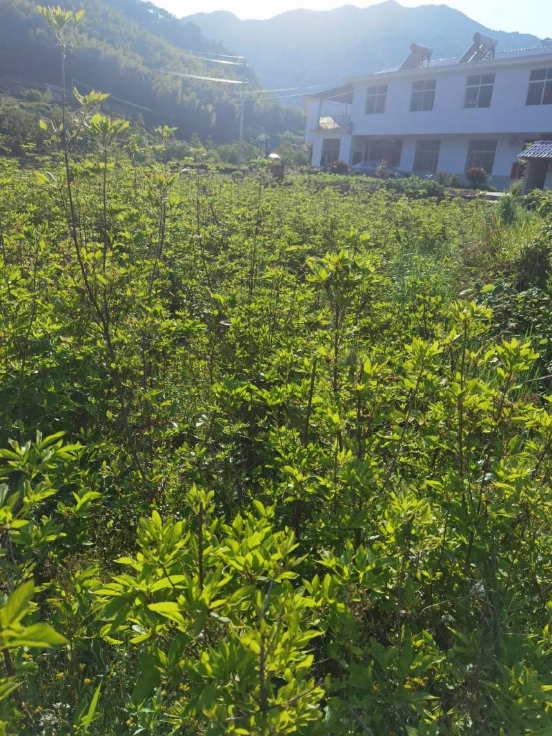 杜鹃苗