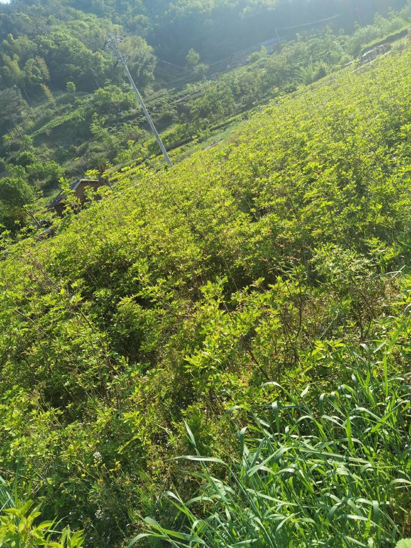 杜鹃苗