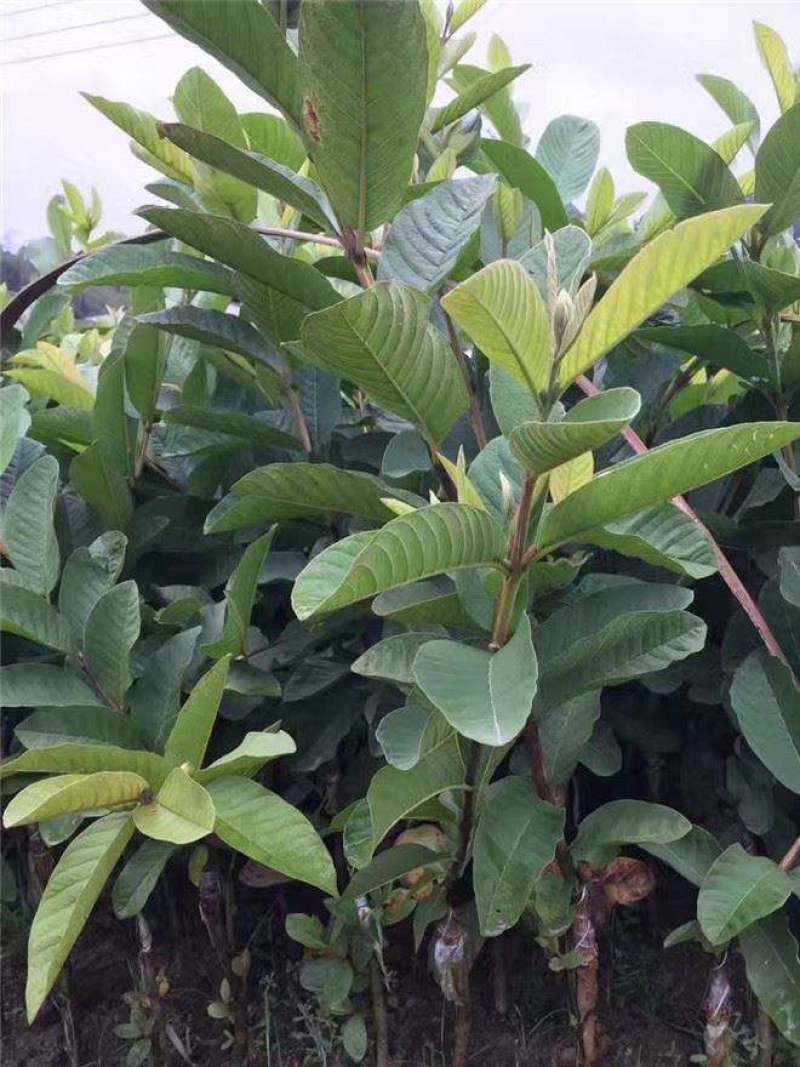 番石榴树苗红心芭乐果树苗台湾红宝石珍珠石榴苗四季