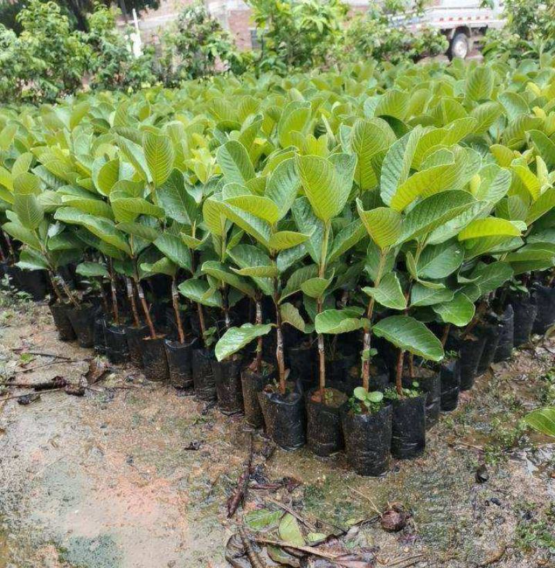 番石榴树苗红心芭乐果树苗台湾红宝石珍珠石榴苗四季