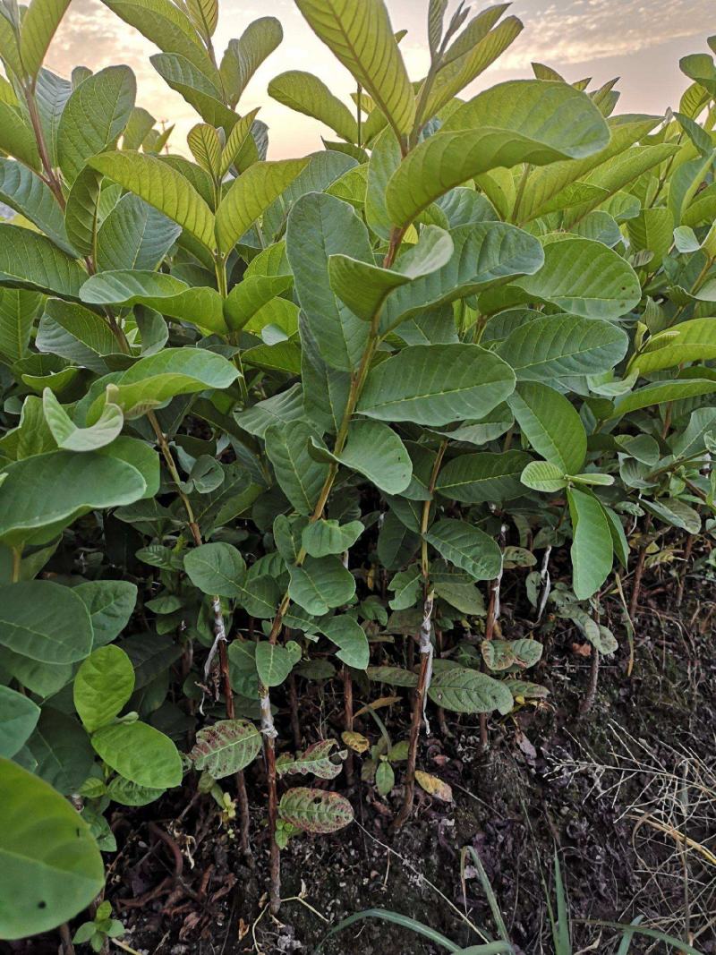 番石榴树苗红心芭乐果树苗台湾红宝石珍珠石榴苗四季
