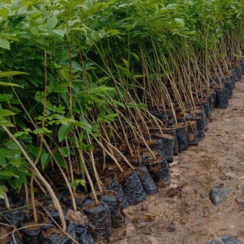 黄花梨苗海南黄花梨树种别名降香黄檀花梨木树种乔木植物包