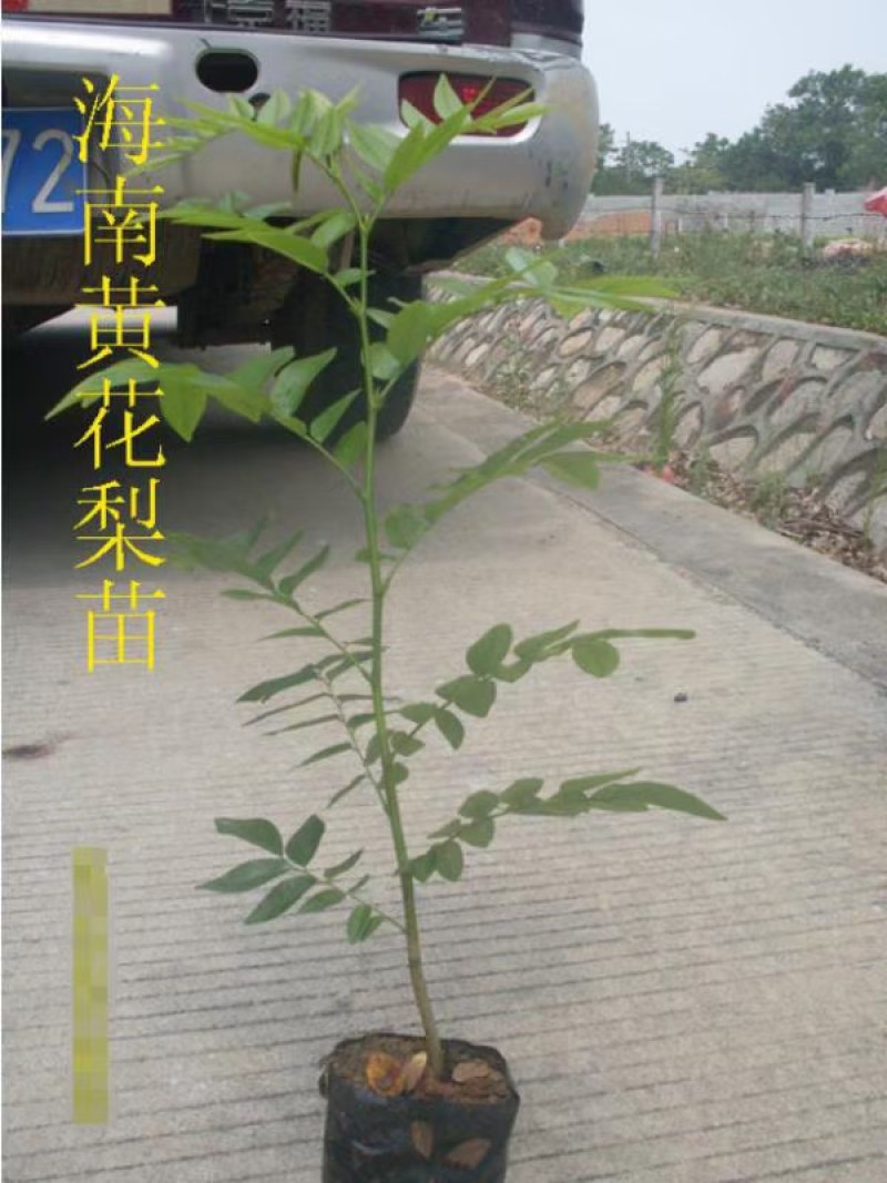 黄花梨苗海南黄花梨树种别名降香黄檀花梨木树种乔木植物包