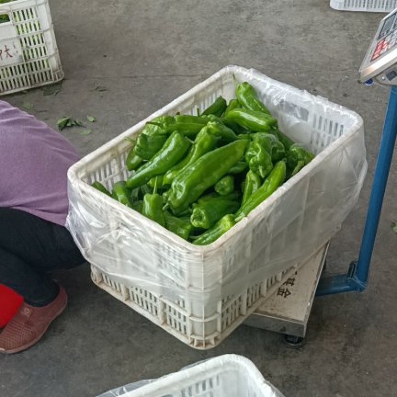 精品大棚青椒产地直发量大从优资源充足可视频看货