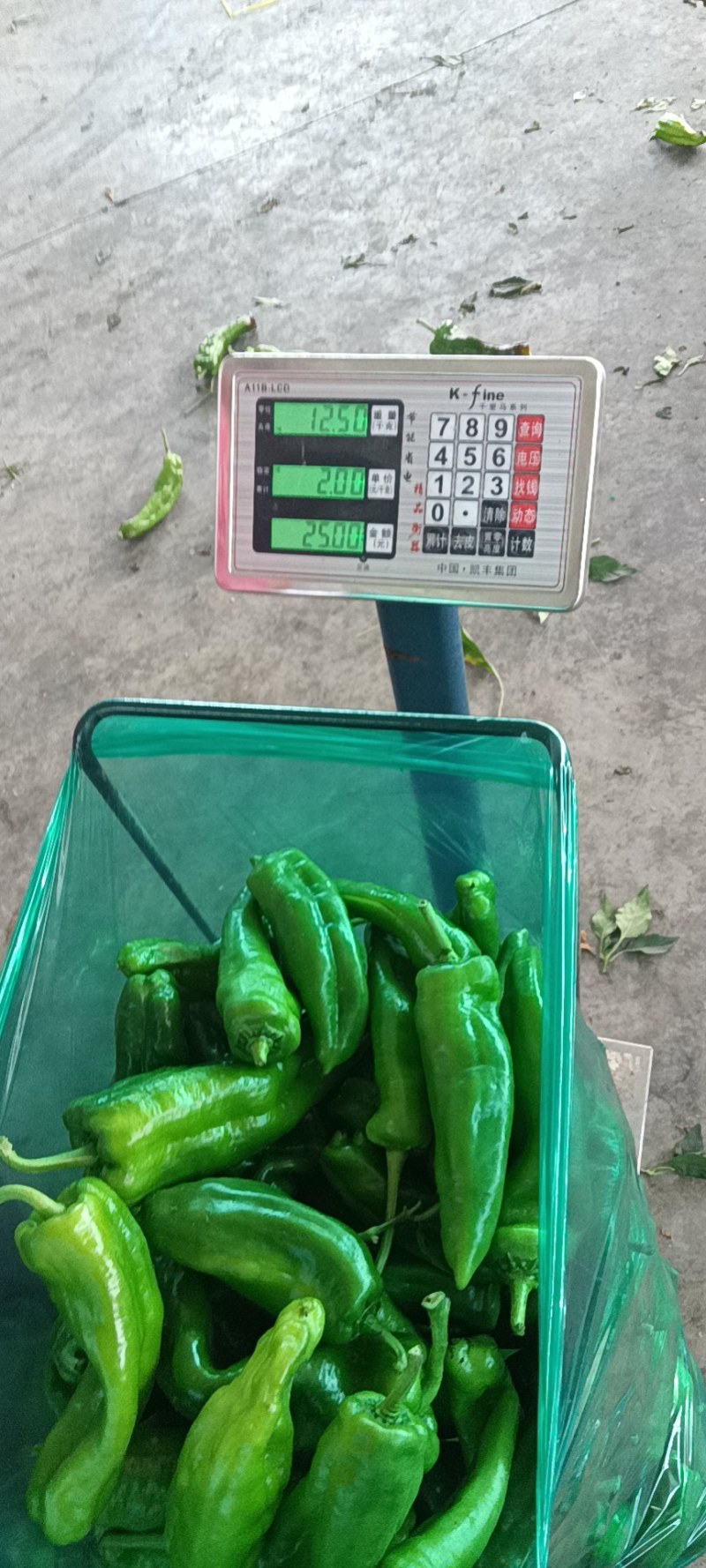 精品大棚青椒产地直发量大从优资源充足可视频看货