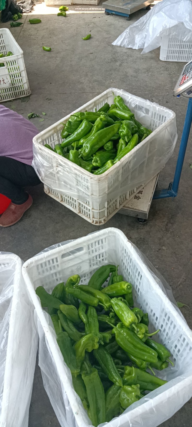 精品大棚青椒产地直发量大从优资源充足可视频看货