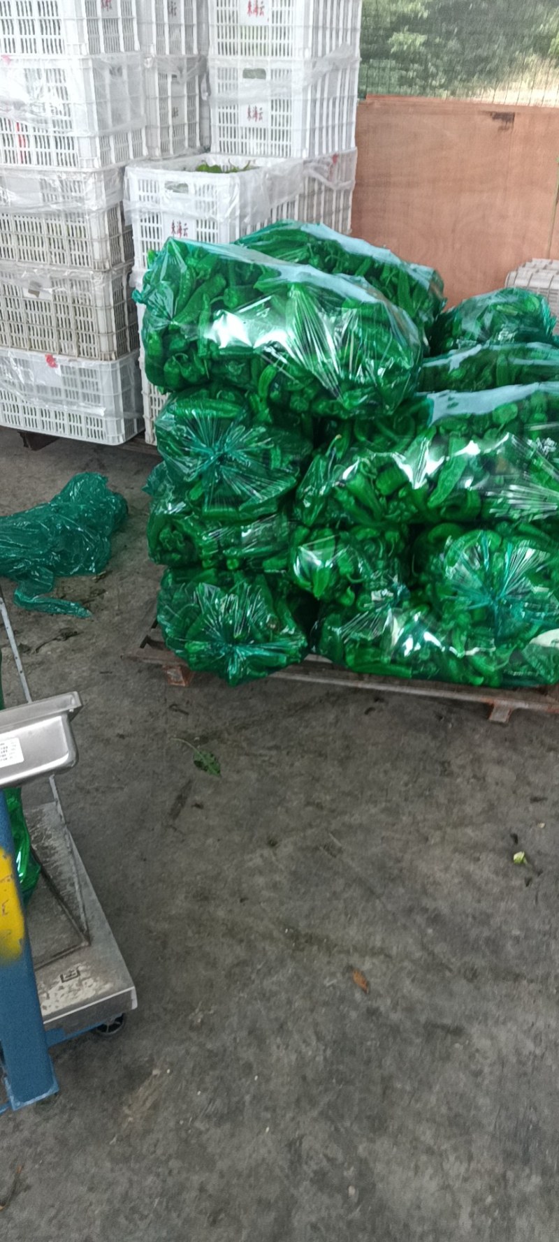 精品大棚青椒产地直发量大从优资源充足可视频看货
