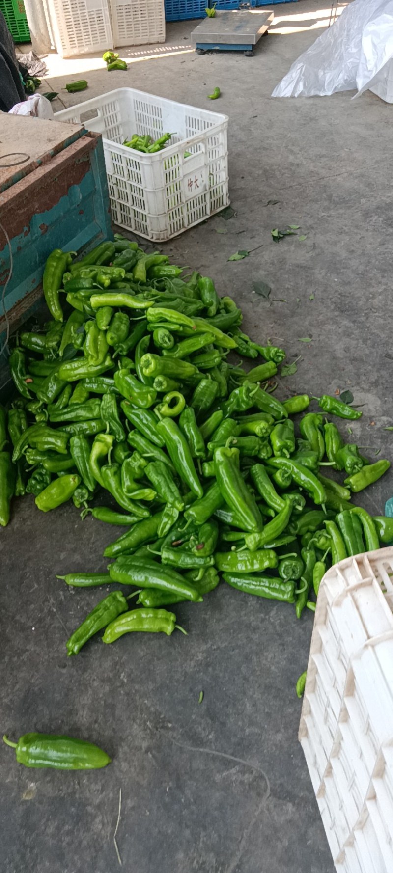 精品大棚青椒产地直发量大从优资源充足可视频看货