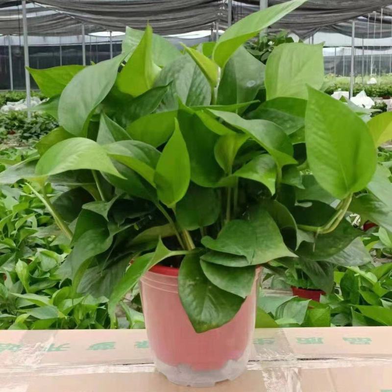 精品高红盆