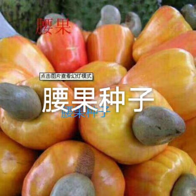 腰果种子海南腰果树植物种子