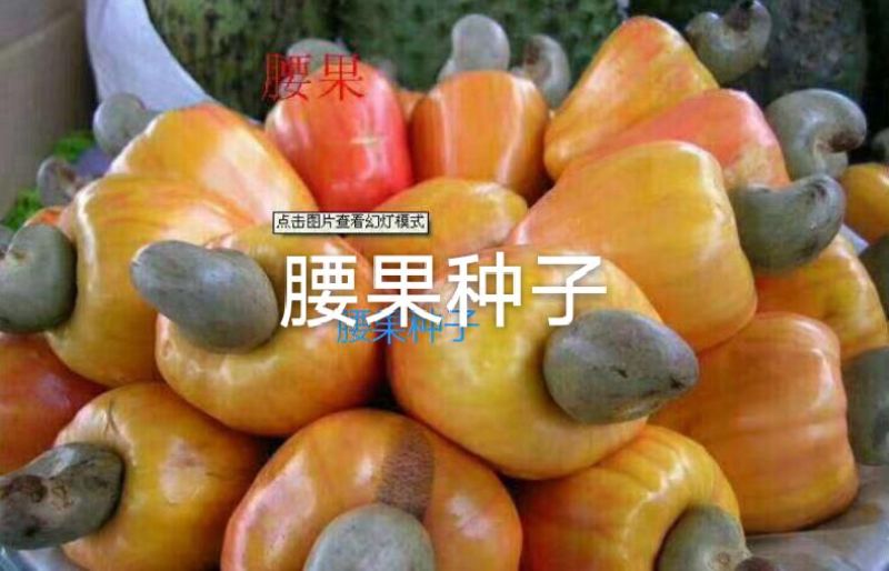 腰果种子海南腰果树植物种子