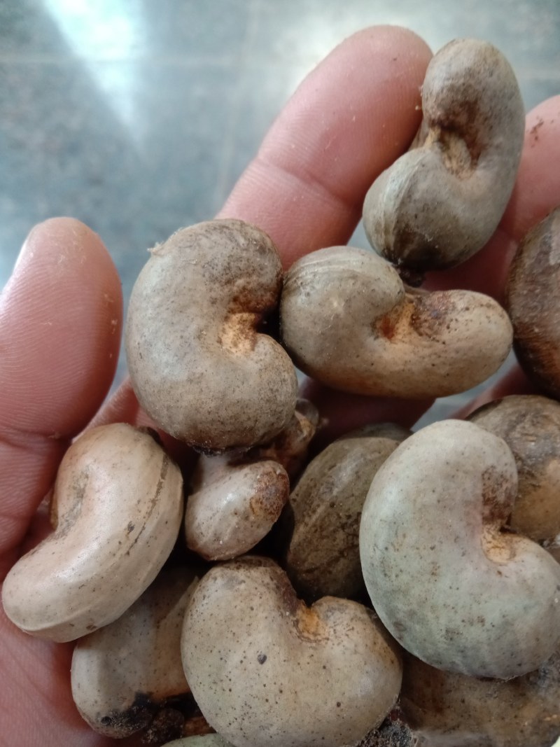 腰果种子海南腰果树植物种子
