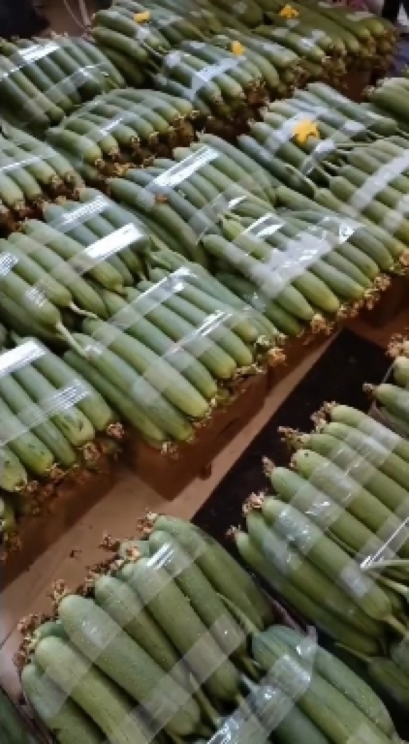 精品丝瓜大量上市需要的赶快联系！！！！