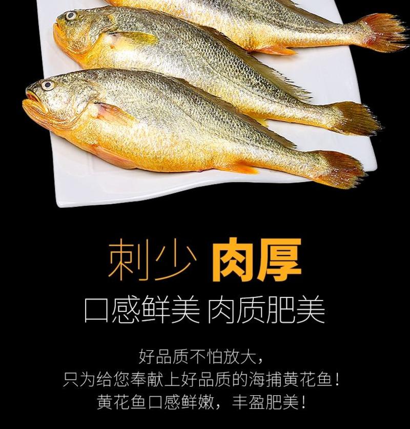 原产地精品大黄鱼产地直销一手货源对接大型批发商
