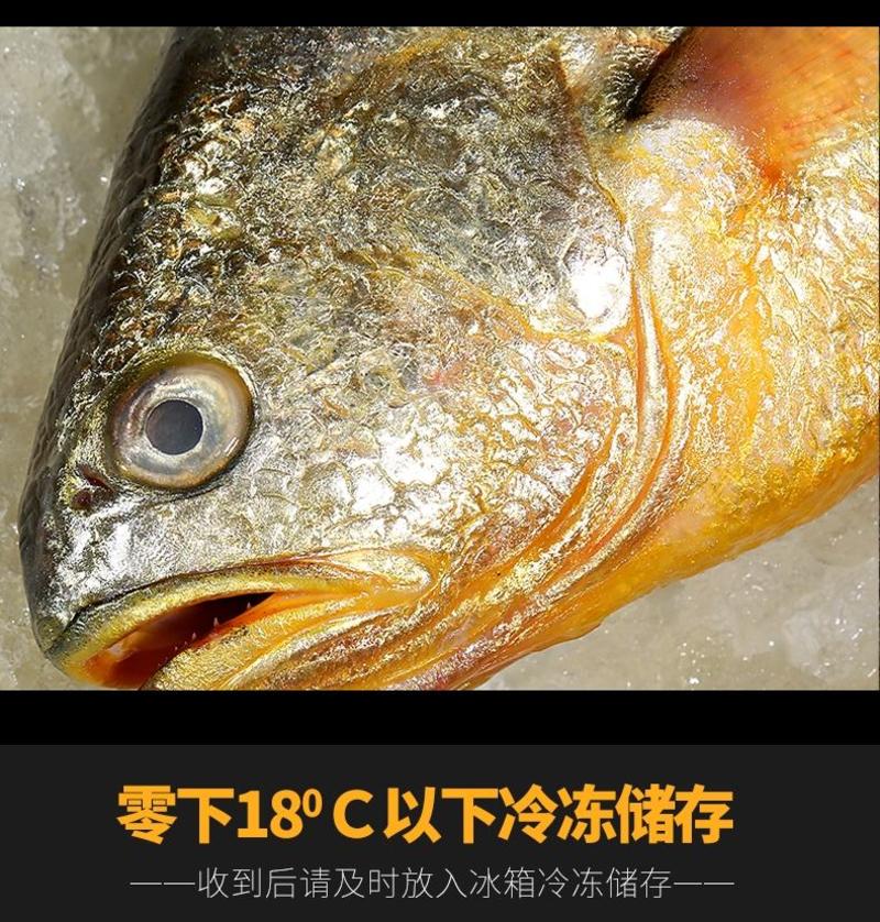 原产地精品大黄鱼产地直销一手货源对接大型批发商