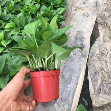 110绿萝